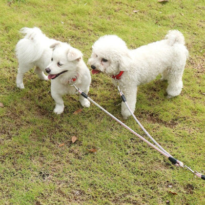 deux petits chiens blancs debout sur le gazon d un grand parc attaches a une laisse double chien