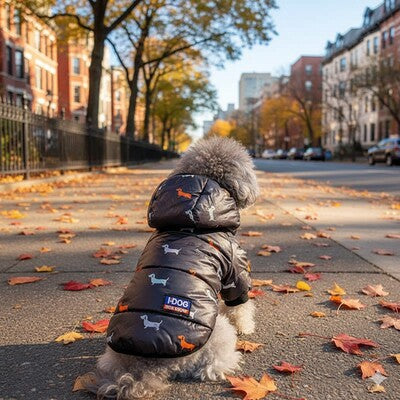 doudoune chien noir caniche ville automne feuilles manteau chaud urbain rue
