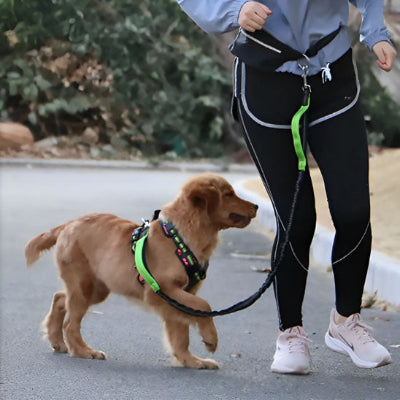 femme sportive marche avec son chien marron portant un harnais vert relie par une laisse canicross-elastique