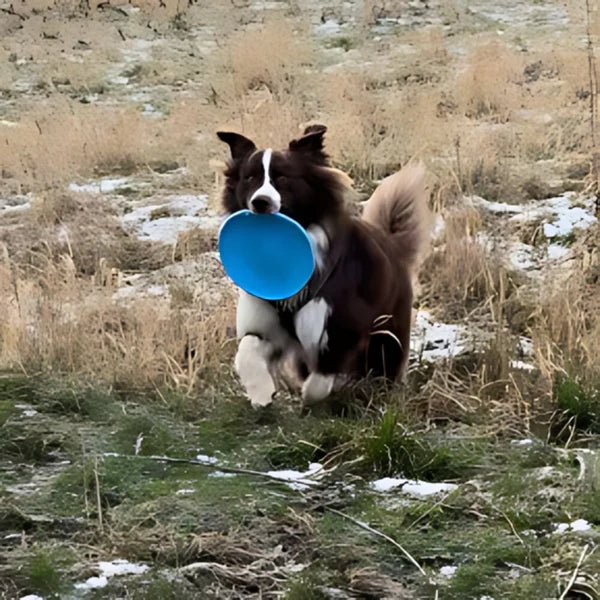 Frisbee pour Chien - FlyDog™ - Bleu - Libre & Poilu