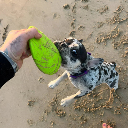 Frisbee pour Chien - FlyDog™ - Vert - Libre & Poilu