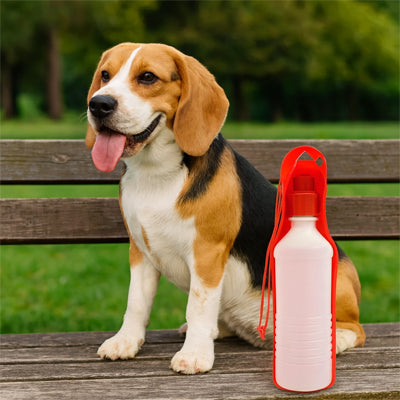 gourde chien beagle rouge banc parc balade
