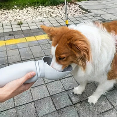 Gourde Chien Blanche Border Collie Boit Trottoir Promenade