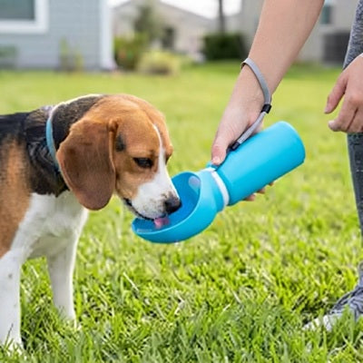 Gourde Chien Bleue Beagle Boit Pelouse Balade Extérieur