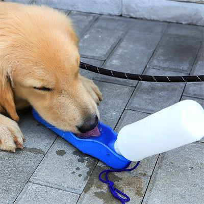 gourde chien golden couché boit abreuvoir bleu pavé