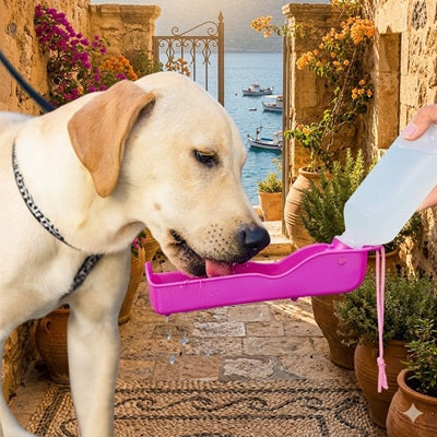 gourde chien labrador abreuvoir rose bord de mer