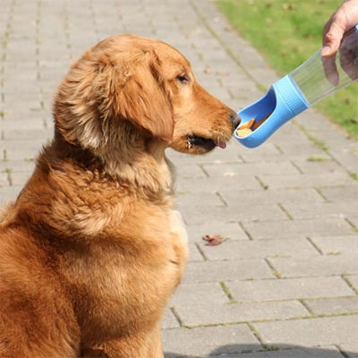 Gourde pour chiens bleue distributeur croquettes Golden Retriever balade pavé