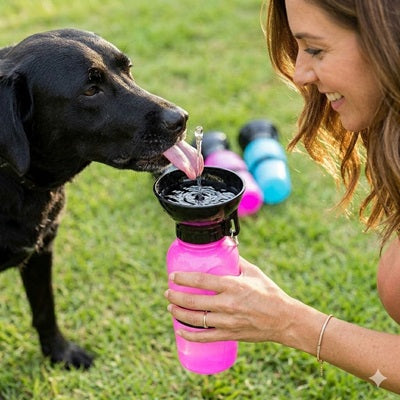 gourde pour chiens rose labrador noir boit femme pelouse 3 couleurs