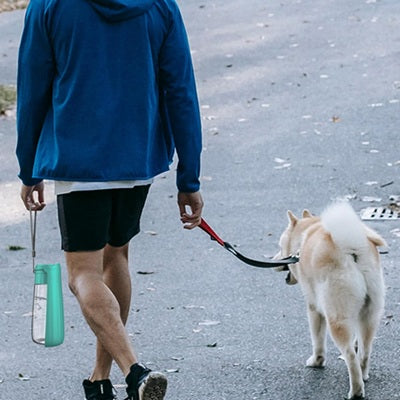gourdes chien balade homme turquoise laisse extérieur