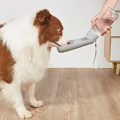 gourdes chien border collie grise gros plan parquet