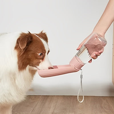 gourdes chien border collie rose gros plan