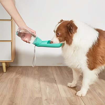 gourdes chien border collie turquoise intérieur parquet