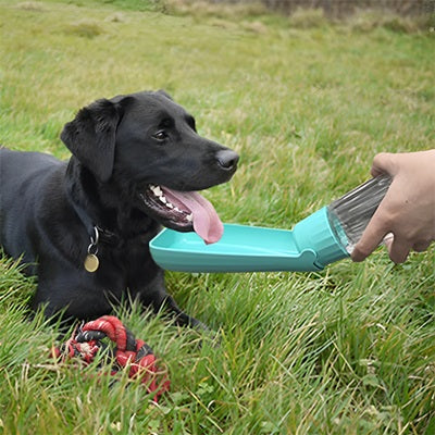 gourdes chien labrador noir herbe turquoise extérieur