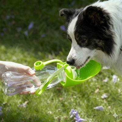 gourdes pour chien border collie boit écuelle verte gros plan pelouse