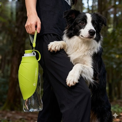 gourdes pour chien border collie bouteille verte forêt dragonne