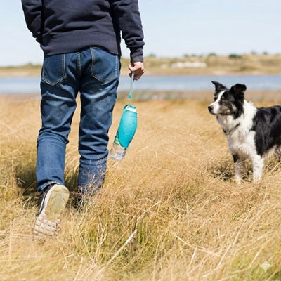 gourdes pour chien homme border collie prairie bord lac balade