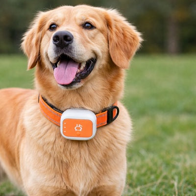 gps chien collier orange reflecteur golden retriever-