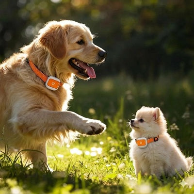 gps chien collier traceur grand petit chien jardin
