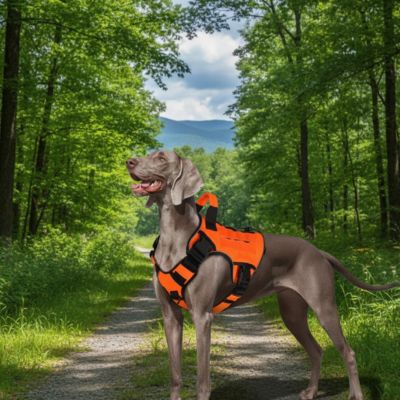 harnais anti traction chien securite confort orange ergonomique promenade foret