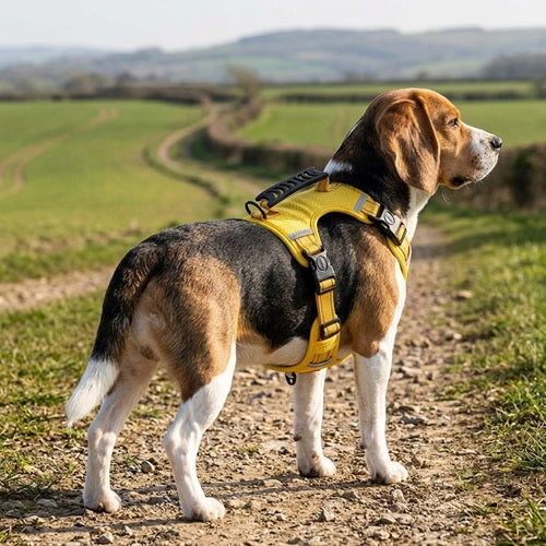 Harnais Beagle jaune chien debout sur un chemin de campagne ensoleillé