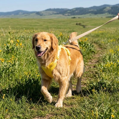 Harnais chien à enfiler Golden Retriever jaune prairie balade
