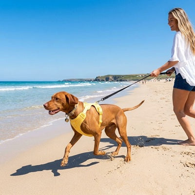 Harnais chien à enfiler jaune plage balade femme grand chien