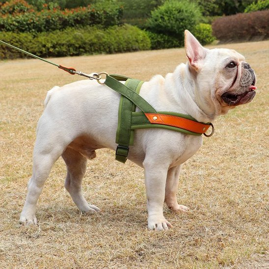 Harnais Chien anti traction vert confort Bull Terrier actif