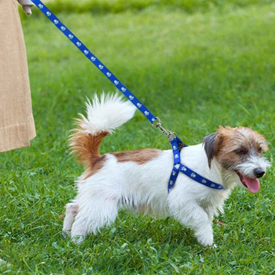 harnais chien bleu petit chien blanc jardin actif exterieur