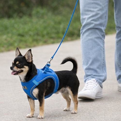 Harnais chien confort bleu Chihuahua noir en promenade avec laisse