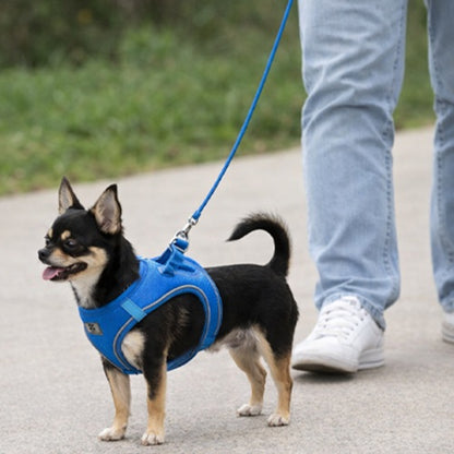 Harnais chien confort bleu Chihuahua noir en promenade avec laisse