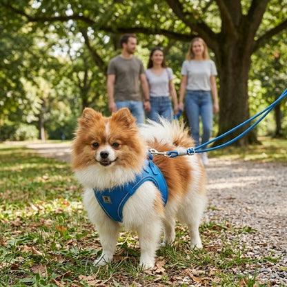 Harnais chien confort bleu petit chien promenade en famille au parc