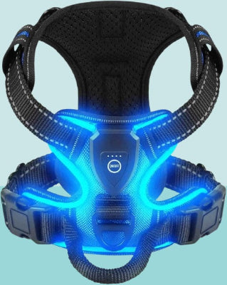 harnais chien led bleu rechargeable rembourre confort securite nuit