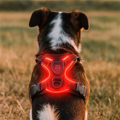 harnais chien led  rouge securite nuit reflechissant premium