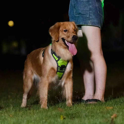 harnais chien led vert golden retriever femme promenade nuit-securite