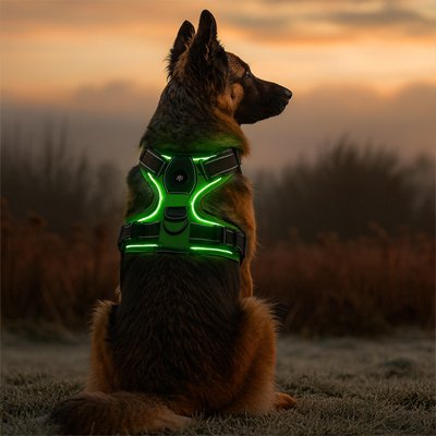harnais chien led vert securite nuit berger allemand reflechissant