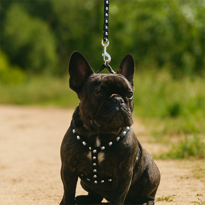 harnais chien noir bouledogue francais resistant promenade style