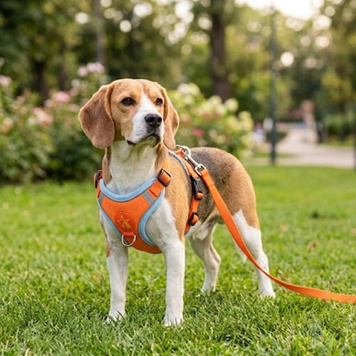 Harnais chien orange Beagle parc laisse réfléchissant