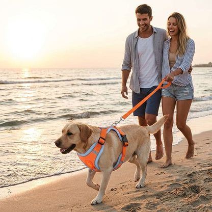 Harnais chien orange promenade plage Labrador coucher soleil