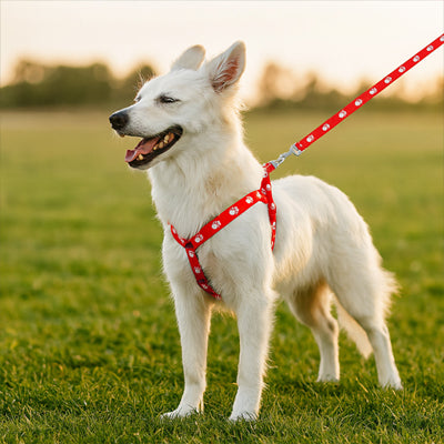 harnais chien rouge berger blanc exterieur qualite premium