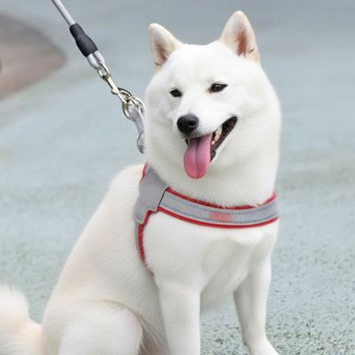 harnais chien rouge blanc samoyed promenade premium