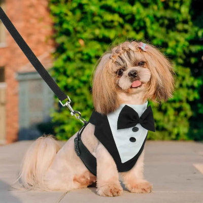 harnais chien smoking shih tzu laisse promenade exterieur elegant