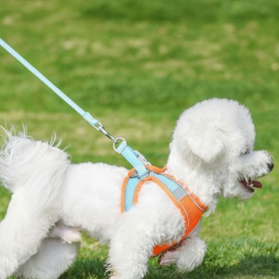 harnais chiot blanc bichon orange bleu laisse pelouse exterieur