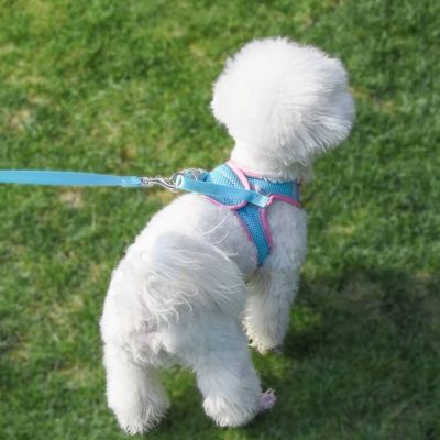 harnais chiot bleu turquoise blanc laisse promenade exterieur arriere