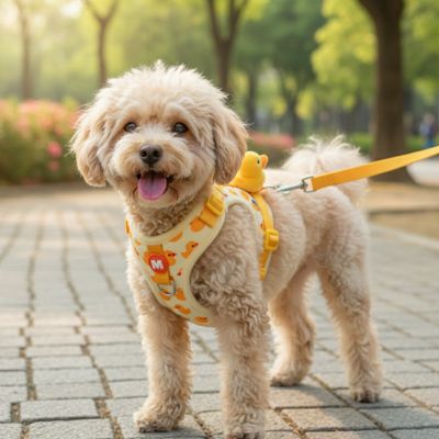 harnais chiot caniche confortable promenade ville