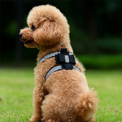 harnais chiot caniche noir blanc confortable securise
