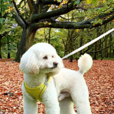 harnais chiot jaune caniche blanc foret automne feuilles promenade