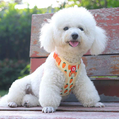 harnais chiot premium motif carotte orange