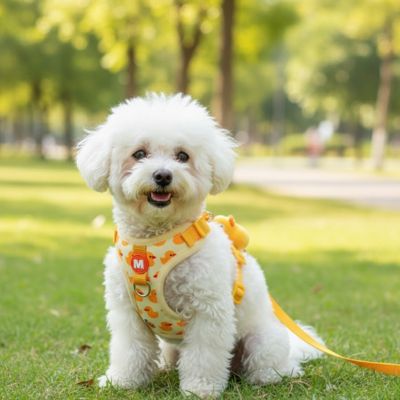 harnais-chiot-promenade-parc-confortable-orange