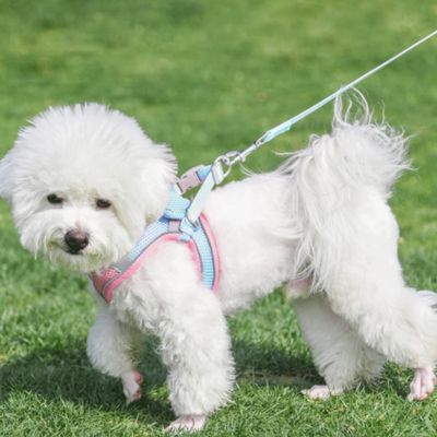 harnais chiot rose bleu bichon blanc profil pelouse confortable