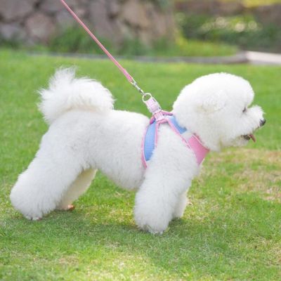 harnais chiot rose bleu degrade caniche blanc promenade pelouse
